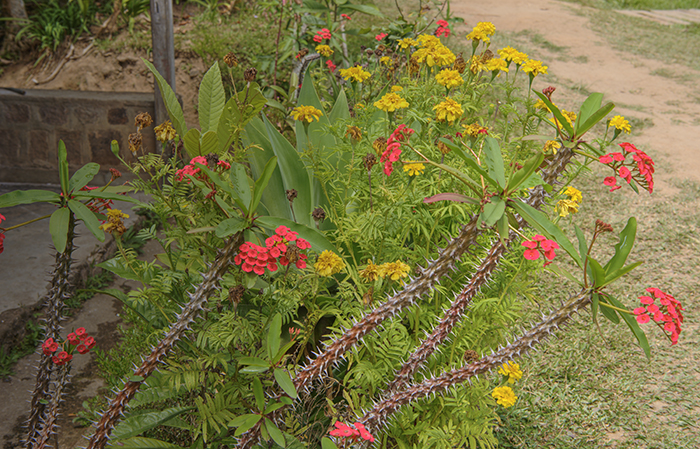 Thorny flowers